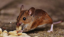 24 Hour & Emergency Exterminators in San Felipe Pb, NM